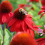 close up of bee on echinacea Sombrero Salsa Red flower