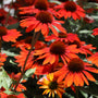 mass of vivid orange to red blooms on sombrero sangrita coneflower