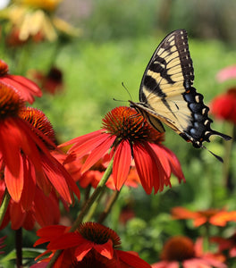Echinacea Sombrero Sangrita Coneflower