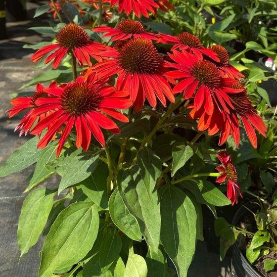 Echinacea Sombrero Sangrita Coneflower in a 1-Gallon Pot