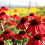 echinacea sangrita red blooms