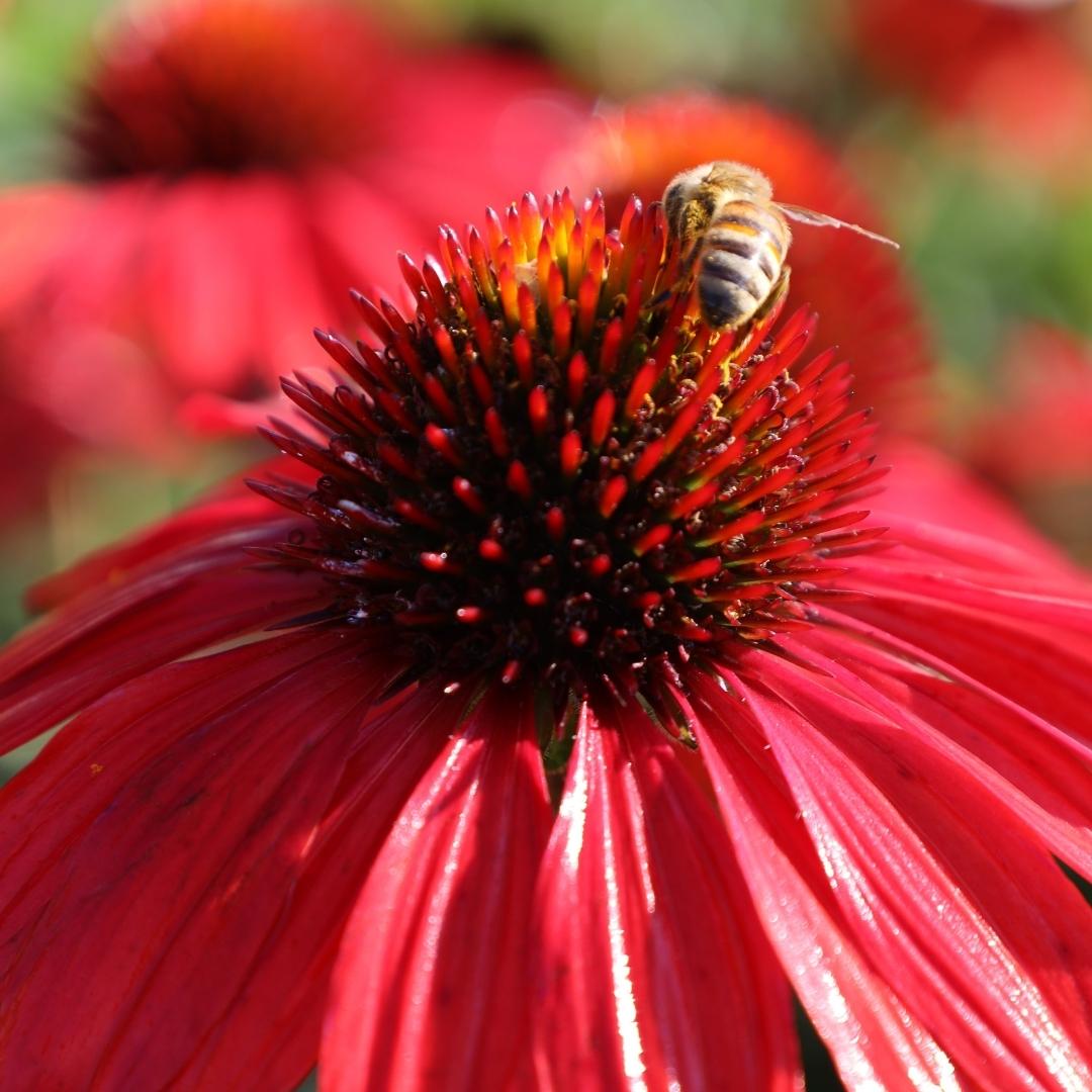Buy Echinacea Sombrero Sangrita Online Garden Goods Direct