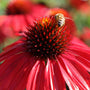 honey bee on bright red flower echinacea sombrero Sangrita