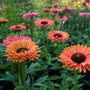 unique summer cut flower garden perennial coneflower