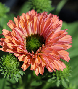 SunSeekers Rainbow Coneflower