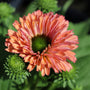double blooming coral echinacea coneflower