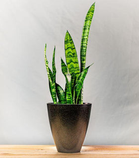 EcoForms 5.5 Inch Rice Hull Urn Planter