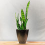 snake plant in a tall black ecoforms pot