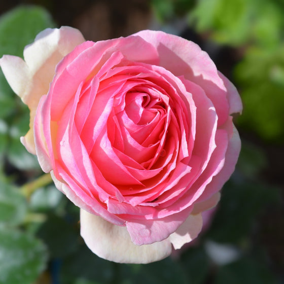 Bloom close-up: very full, cupped Eden rose flower with creamy outer petals and soft pink center, showing layered texture and old-rose form.