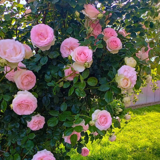 Pierre de Ronsard climbing a trellis and blooming in spring