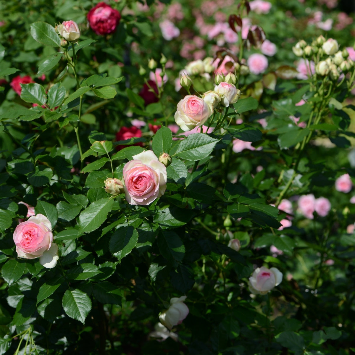 Eden Climbing Rose (Pierre de Ronsard) – Pink Repeat-Bloom Climber