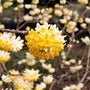close up view of early spring paper bush blooms