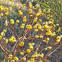 Edgeworthia chrysantha yellow paper bush flowers