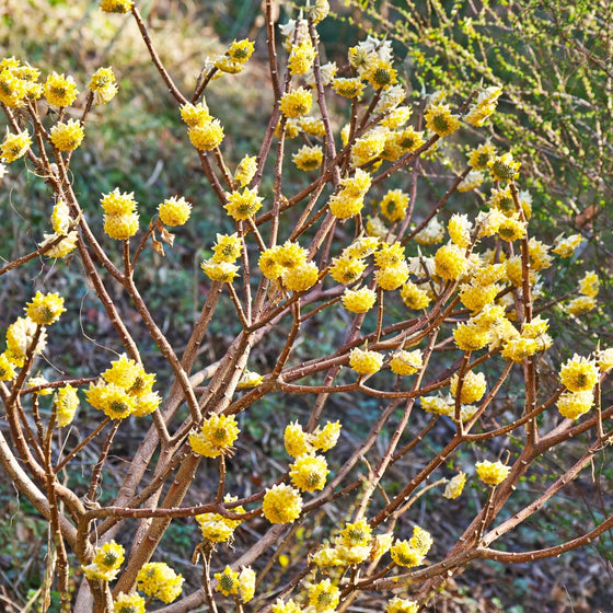 Edgeworthia chrysantha yellow paper bush flowers