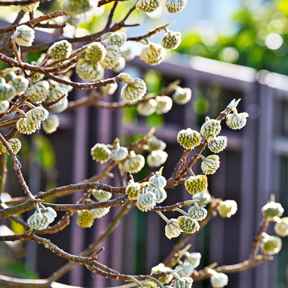 paper bush edgeworthia flower buds