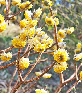 Edgeworthia chrysantha