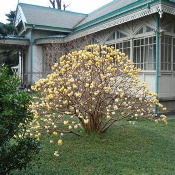 edgeworthia chrysantha