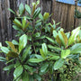 Small Evergreen Magnolia Tree with thick green leaves