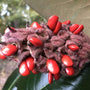 Evergreen Magnolia Tree Seeds are bright red