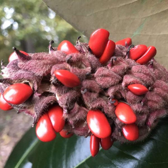 Evergreen Magnolia Tree Seeds are bright red
