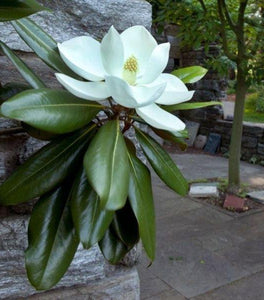 Edith Bogue Magnolia