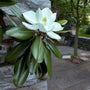 Magnolia Edith Bogue tree has thick long leaves and white flowers