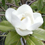 Evergreen Magnolia Tree Blossom is pure white