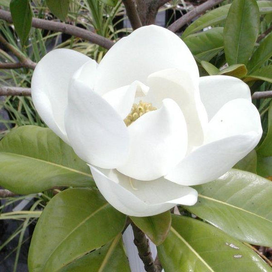 Evergreen Magnolia Tree Blossom is pure white