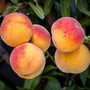 Elberta Peaches ripe and ready to pick