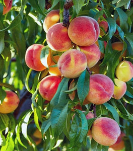 Elberta Peach Tree