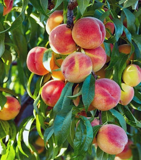 Elberta Peach Tree