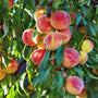 Elberta Peaches ripening on an Elberta Peach Tree branch