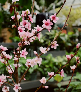 USDA Organic Belle of Georgia Peach Trees for Sale