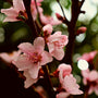 Elberta peach flowers in the spring