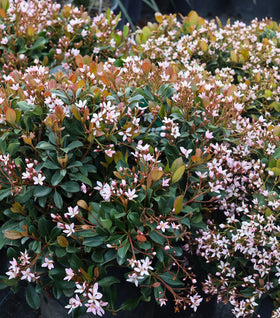 Eleanor Taber™ Indian Hawthorn