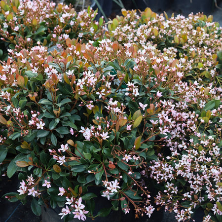 Eleanor Taber™ Indian Hawthorn for Sale