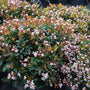 Eleanor Taber Indian Hawthorn in full bloom with dense pink flowers