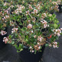 Eleanor Taber Indian Hawthorn shrub for sale at Garden Goods Direct