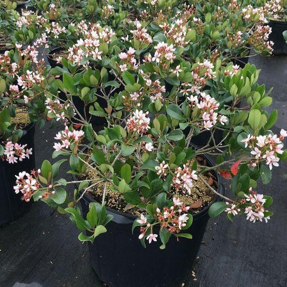 Eleanor Taber Indian Hawthorn shrub for sale at Garden Goods Direct