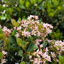 Eleanor Taber Indian Hawthorn pink flowers and green oval leaves
