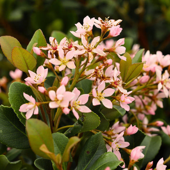 Eleanor Taber Indian Hawthorne bush green foliage and flower buds