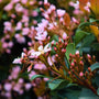 close up view of buds and pink blooms on eleanor tabor indian hawthorn shrub