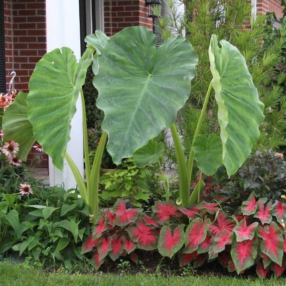 maroon elephant ear plant Elephant Ear Plants for Sale