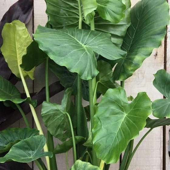 elephant ear plant online Elephant Ear Plants for Sale