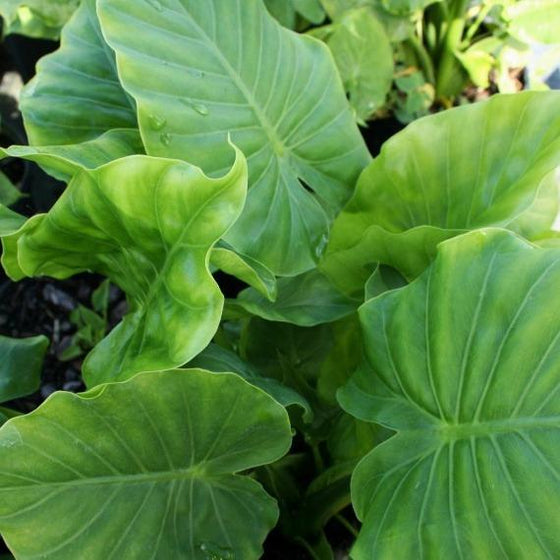 dwarf elephant ears plants for sale west little rock ar Elephant Ear Plants for Sale