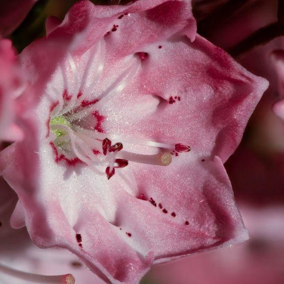 Kalmia latifolia Elf pink flower close up