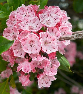 Elf Mountain Laurel