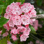 Kalmia latifolia Elf pink flowers with green foliage