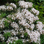 elf mountain laurel shrub with clusters of white flowers