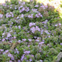 Elfin Creeping Thyme with lilac purple flowers in a sunny rock garden